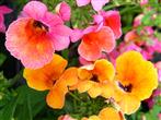 Le Diascia