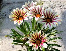 Le Gazania